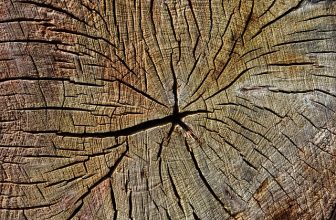 Berkenhout en haardhout aanbiedingen: alles wat je moet weten