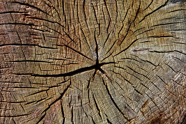 Berkenhout en haardhout aanbiedingen: alles wat je moet weten